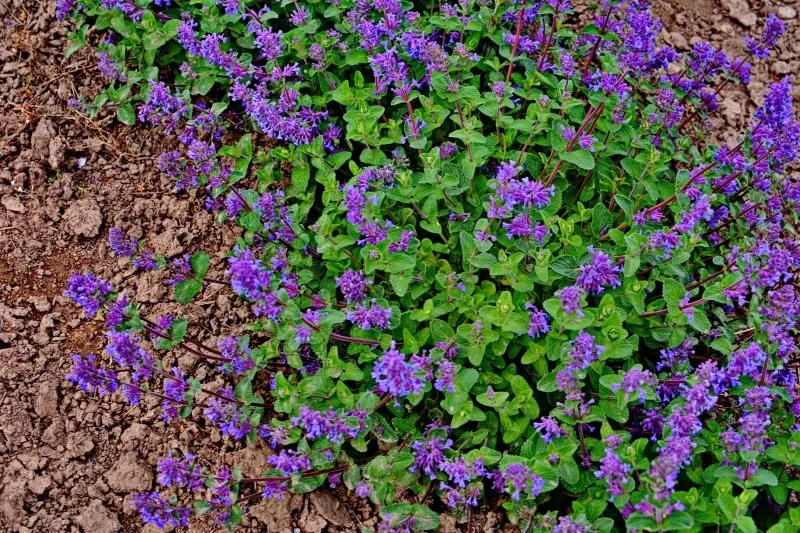 Istnieje wiele różnych odmian kocimiętki, które mają różne zabarwienie i wysokość