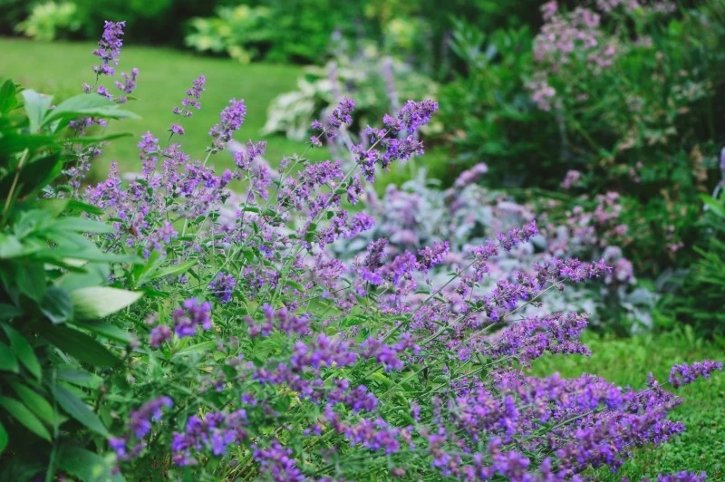 Dzielenie kocimiętki to świetny sposób na pozyskanie nowych sadzonek