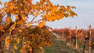 Przycinanie winorośli jesienią pozwala podwoić owocowanie wiosną. W jaki sposób? Ogrodnicy odpowiadają.
