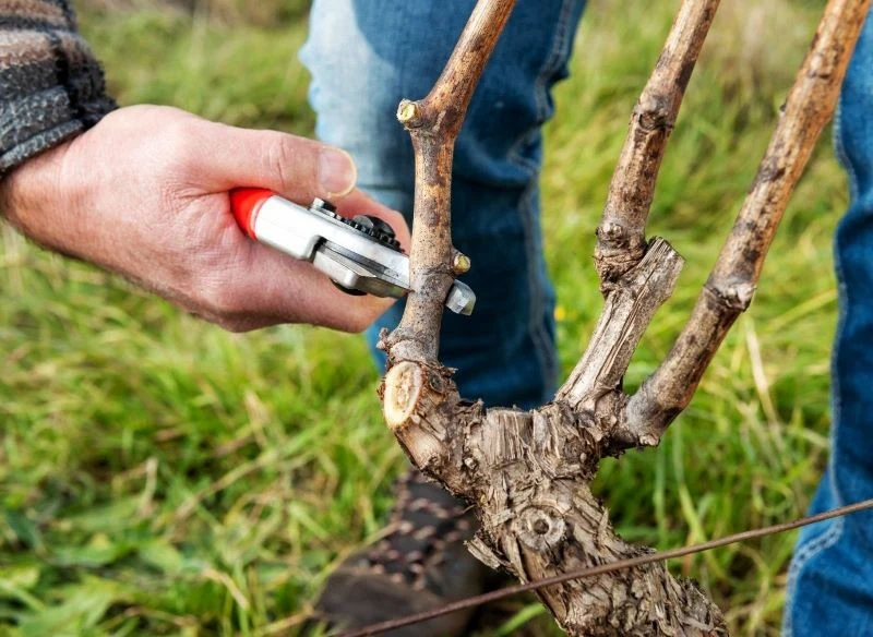 Przycinanie winorośli jesienią ma duże znaczenie: poprawia przyrost nowych, zielonych pędów, chroni przed starzeniem rośliny, a w konsekwencji równ...