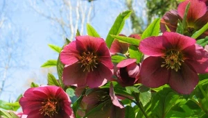 Kwitną mimo mrozów. Jak pielęgnować ciemierniki, by długo kwitły?