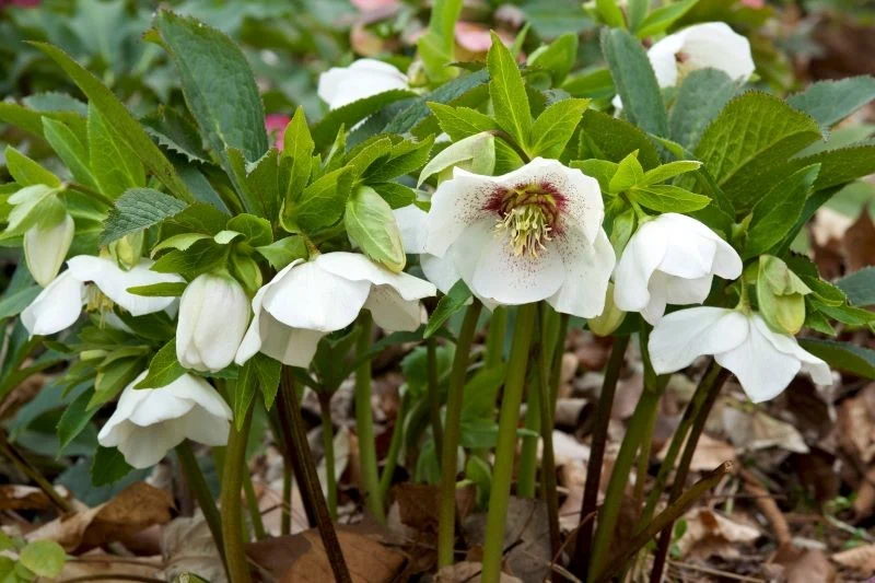 Ciemiernik biały nazywany jest różą Bożego Narodzenia.