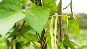Poznaj zalety uprawy fasoli szparagowej na suche ziarno.