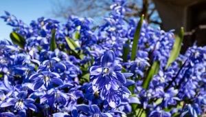 Kwiaty, które kwitną już wczesną wiosną. Posadź, a ogród będzie kolorowy