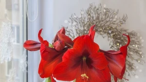 Kiedy sadzić amarylis, żeby zakwitł w Boże Narodzenie?