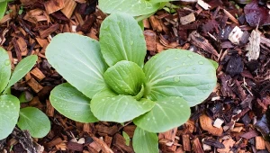 Sprawdź, jak wykorzystać zrębki w ogrodzie, aby przyniosły same korzyści.