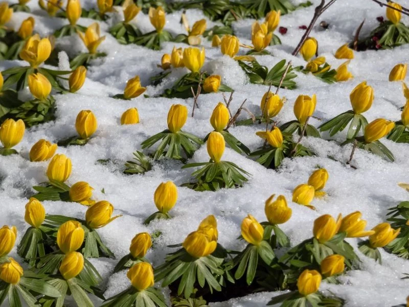 Ranniki zimowe wyłaniają się spod śniegu
