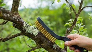 Poznaj domowe sposoby na pozbycie się mchu z drzew owocowych.
