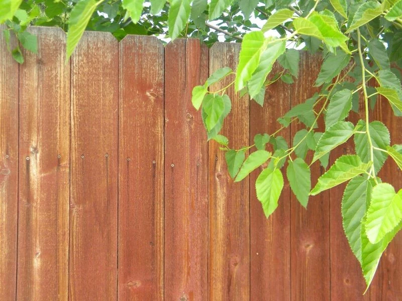 Czy można obciąć gałęzie na drzewie sąsiada