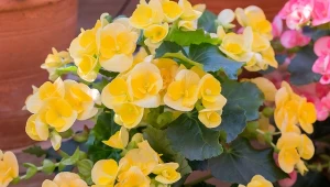 Sprawdź, jak przygotować begonie do zimowania oraz w jakich warunkach je przechowywać, aby bujnie zakwitły w kolejnym sezonie.