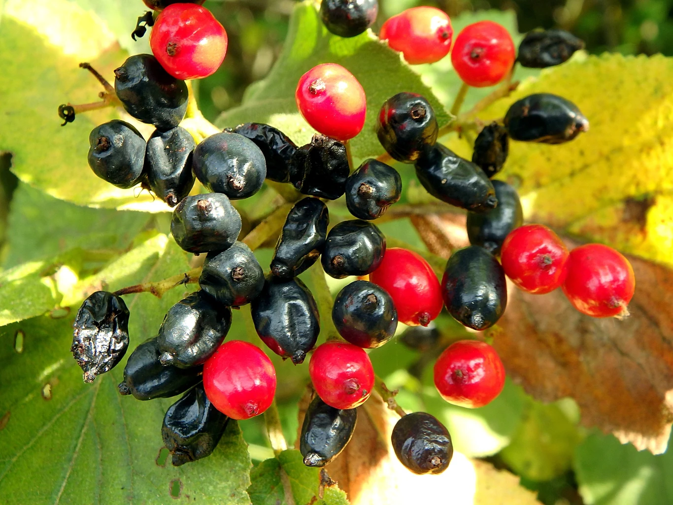 Kalina japońska to jedna z popularniejszych odmian, jesienią zmienia kolor owoców z czerwonych na ciemnogranatowe