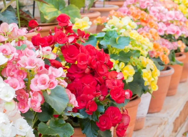 Begonie są niezwykle wrażliwe na przymrozki, dlatego nie są w stanie zimować na zewnątrz