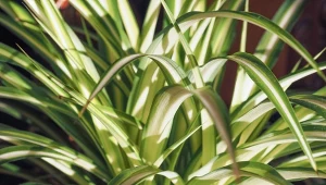 Zielistka Sternberga to roślina doniczkowa o niewielkich wymaganiach. Jak ją pielęgnować, by bujnie się rozrosła?