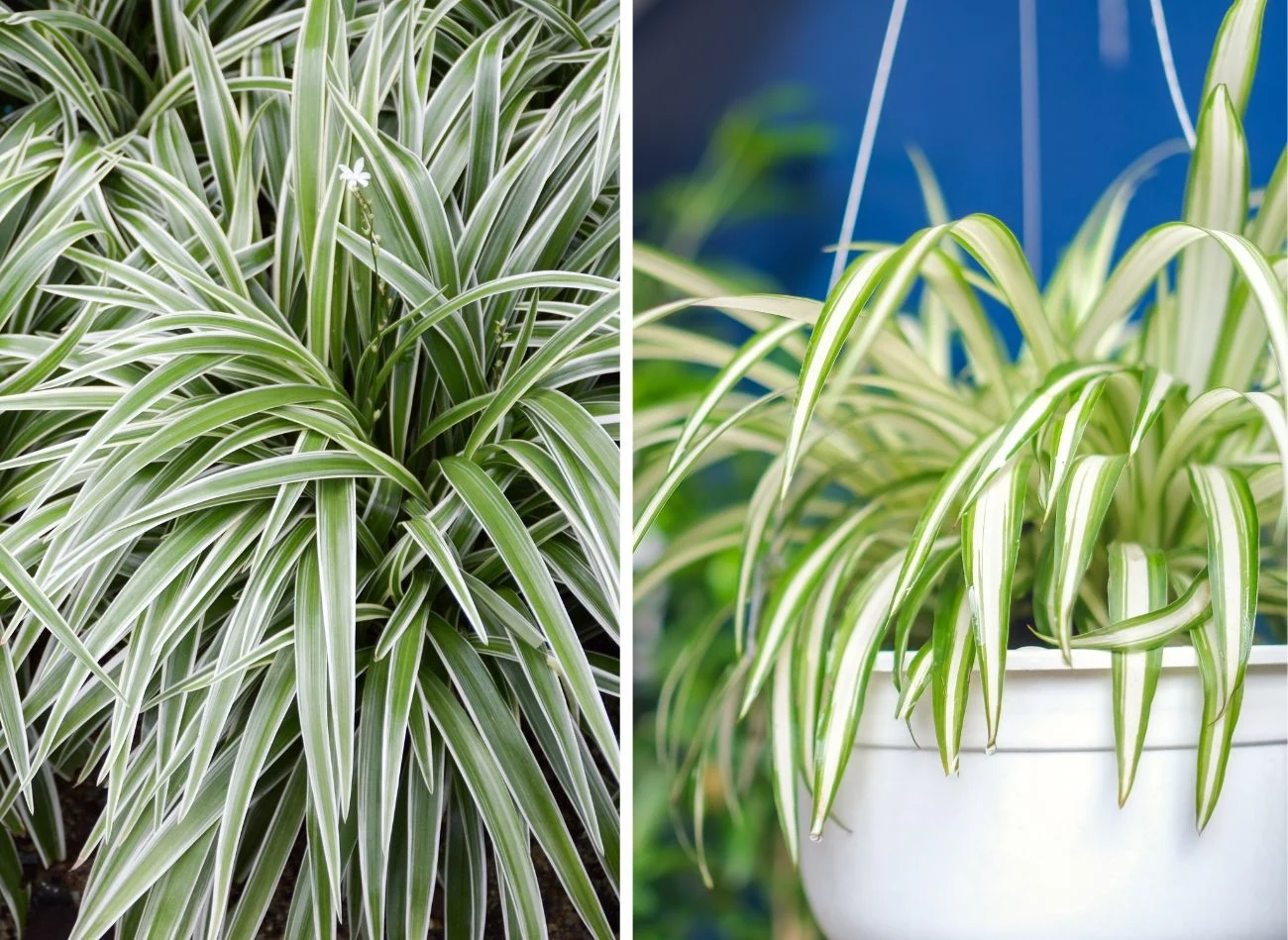 Zielistka Strenrbega występuje w kilku ciekawych odmianach