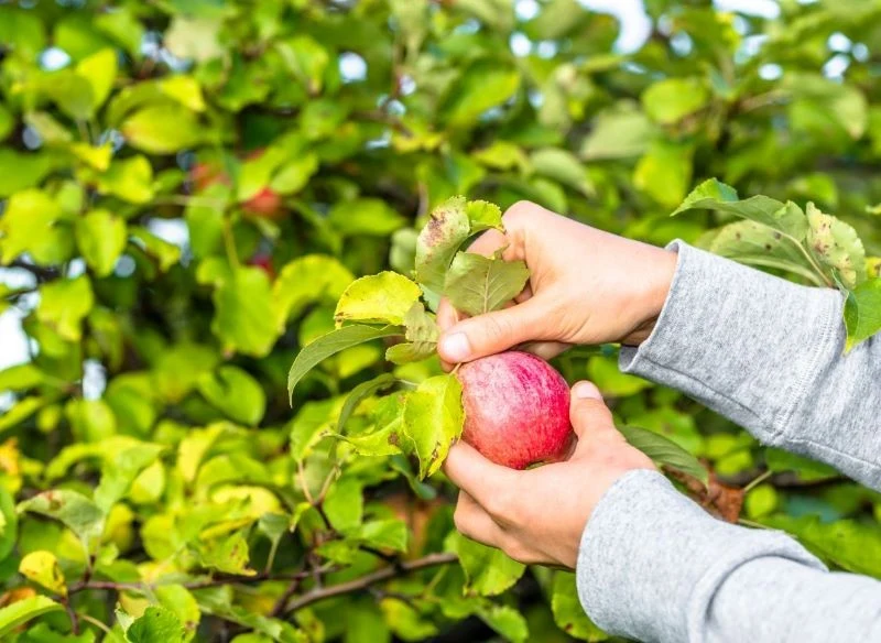 Dobrze przeprowadzone wapnowanie poprawia jakość plonów