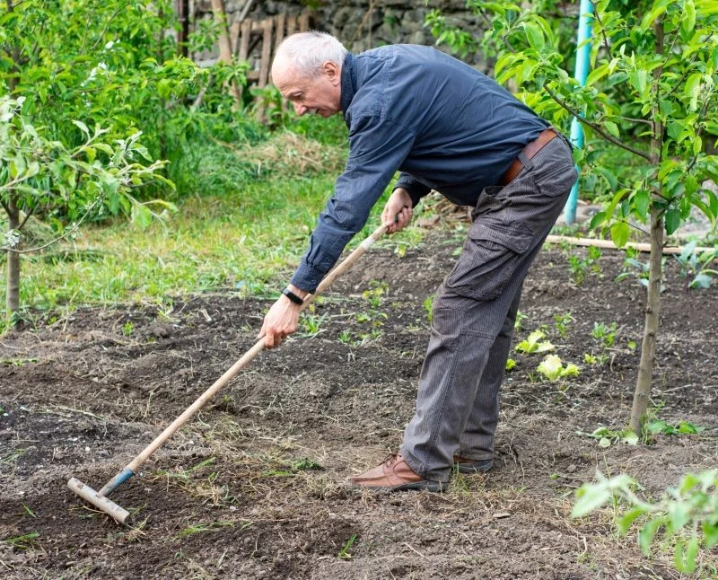 Wapno mieszamy z glebą grabiami