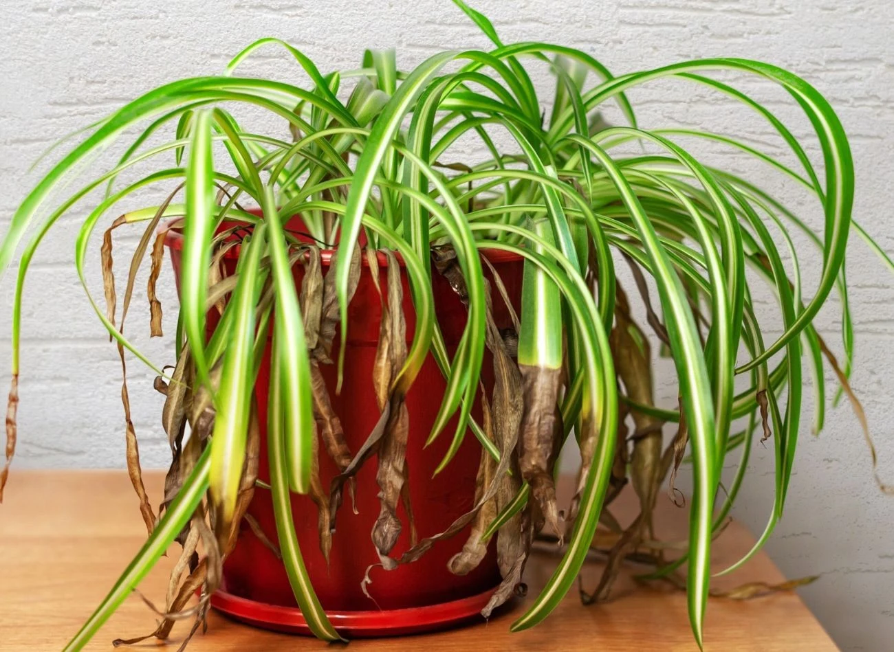 Brązowienie liści zielistki, to jeden z najczęstszych problemów w uprawie tej rośliny doniczkowej.