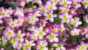Październik to dobry czas na sadzenie skalnicy. Sprawdź, jakie odmiany wybrać.