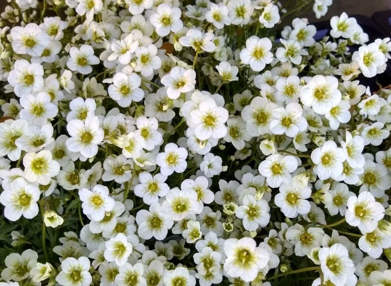 Skalnica Arendsa 'Limerock' to ciekawa odmiana, która wykazuje odporność na mróz