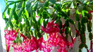 Kaktus bożonarodzeniowy obsypie się kwiatami już na początku grudnia.  Zastosuj terapię zimnem