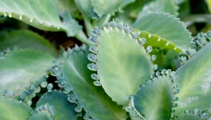 Żyworódka pierzasta jest niczym cała apteka zawarta w jednej roślinie.