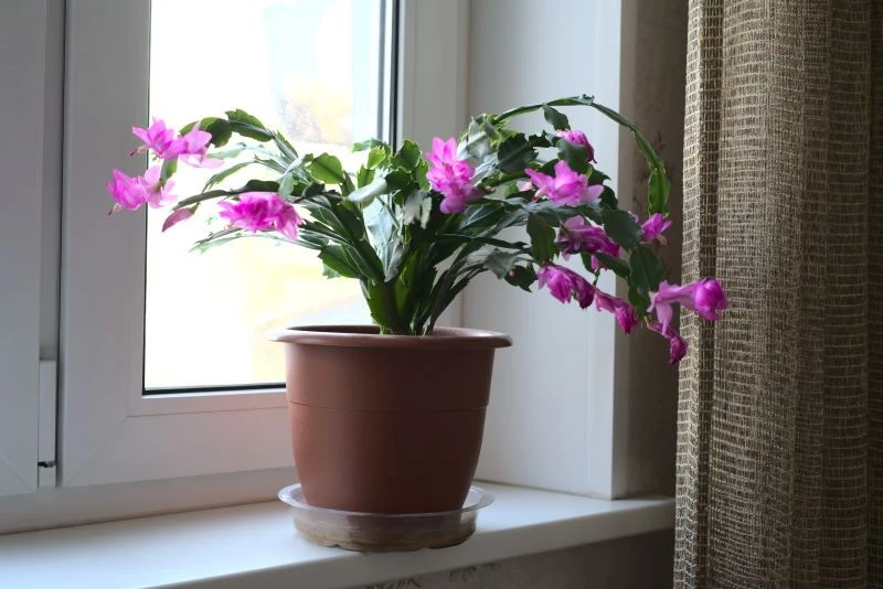 Grudnik potrzebuje przechłodzenia w okresie spoczynku, aby zawiązał kwiaty