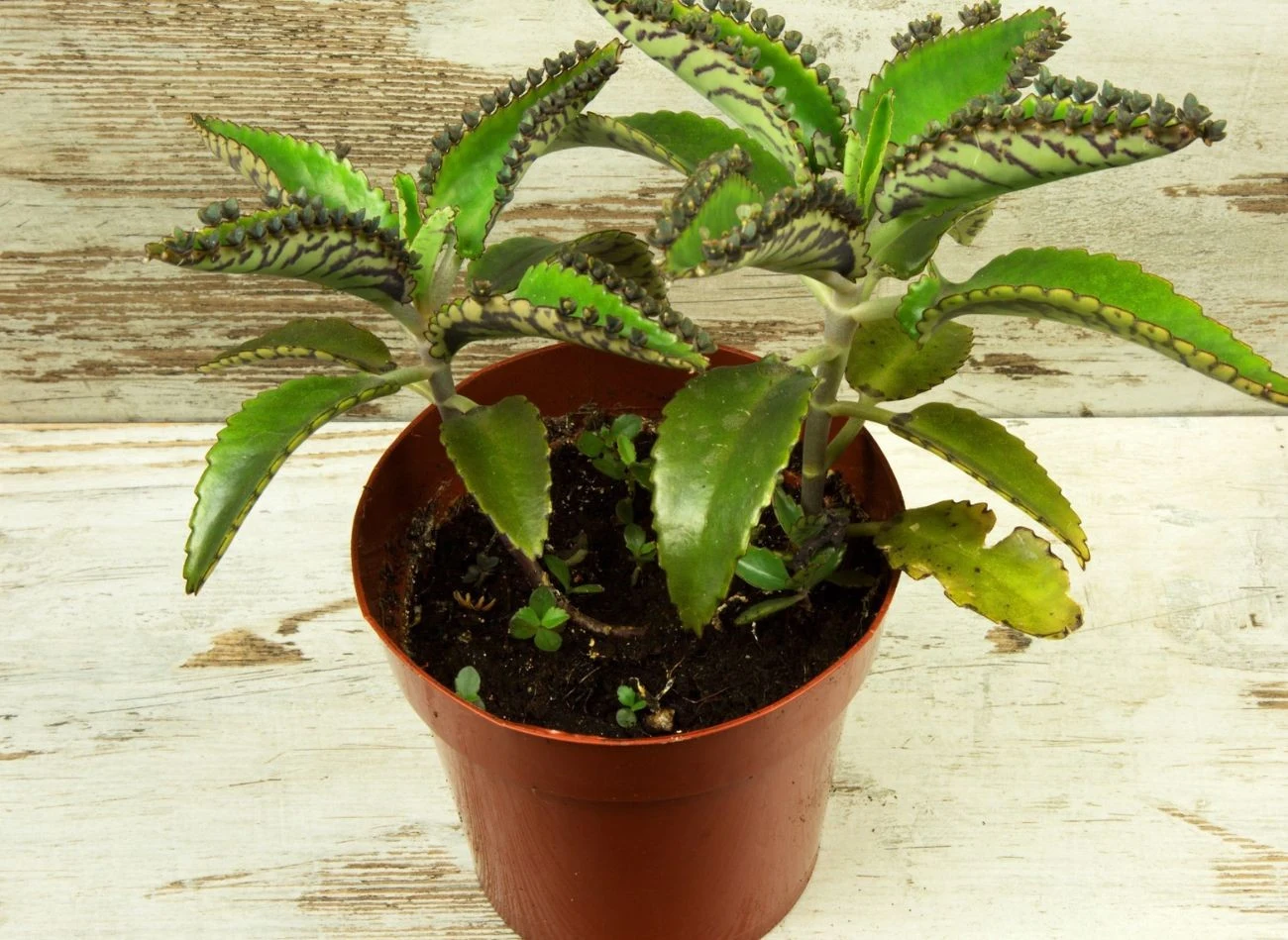 Żyworódka Daigremonta jest często mylona z odmianą pierzastą ze względu na charakterystyczne strzeliste liście pełne rozmnóżek.