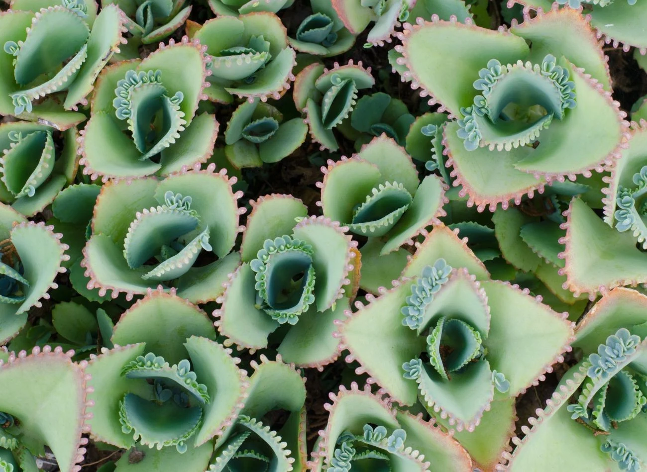 Ż yworódka zawiera w sobie ogromne ilości witaminy C, mikro i makro elementów