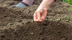 Ziemia humus powstaje w wyniku złożonego procesu i może trwać nawet kilka miesięcy.