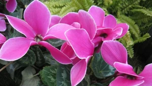 Cyklamen perski można pobudzić do ponownego kwitnienia. Jak to zrobić?