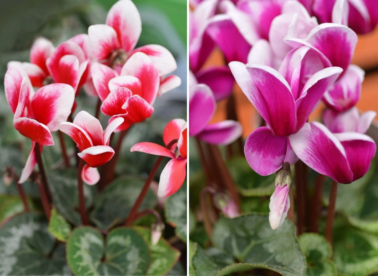 Cyklamen perski występuje w kilku kolorach