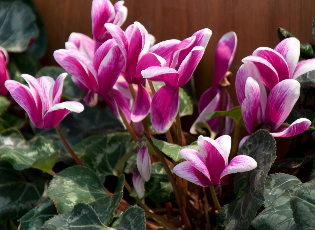 Cyklamen perski często traktujemy jak roślinę jednoroczną i wyrzucamy po przekwitnięciu. Tymczasem możemy ją przechować i jesienią pobudzić do ponownego kwitnienia. Fot.tc397/CannaPro