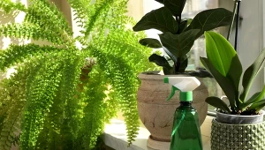 Nawożenie kwiatów domowych jest niezbędnym elementem uprawy, który zapewnia roślinom zdrowy i szybki rozwój.