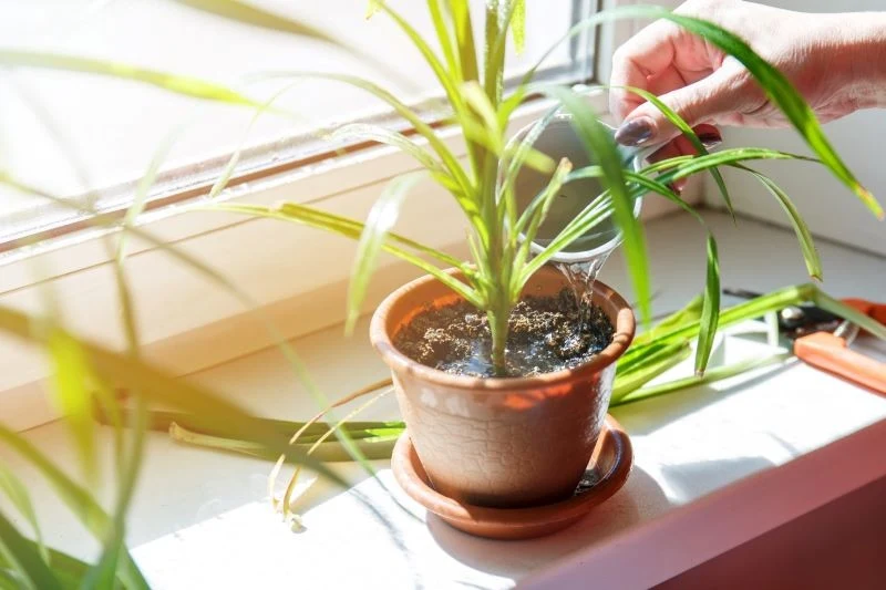 Rośliny doniczkowe można nawozić naturalnymi i mineralnymi preparatami