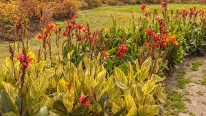 Kanny są wrażliwe na mróz, dlatego należy je zabezpieczyć przed zimą.
