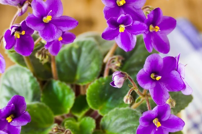 Rośliny kwitnące nawozimy inaczej niż te, które są ozdobne ze względu na zielone liście