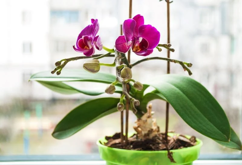 Storczykom, które lubią delikatne nawożenie, również trzeba zapewnić dedykowany preparat
