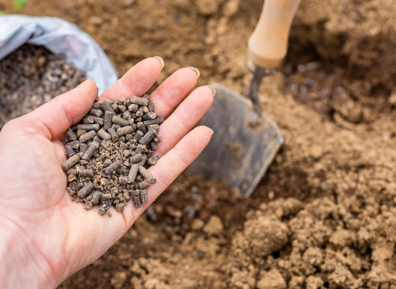Podczas jesiennych nasadzeń warto wykorzystać obornik granulowany