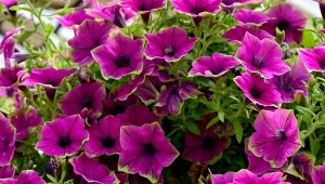 Jak zimować supertunie? Przestrzegaj kilku wskazówek, a bez problemu przetrwają do wiosny.