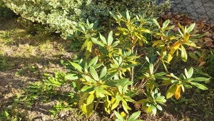 Nawożenie i ściółkowanie różaneczników to dwa ważne zabiegi, które trzeba wykonać jesienią./Deccoria.pl