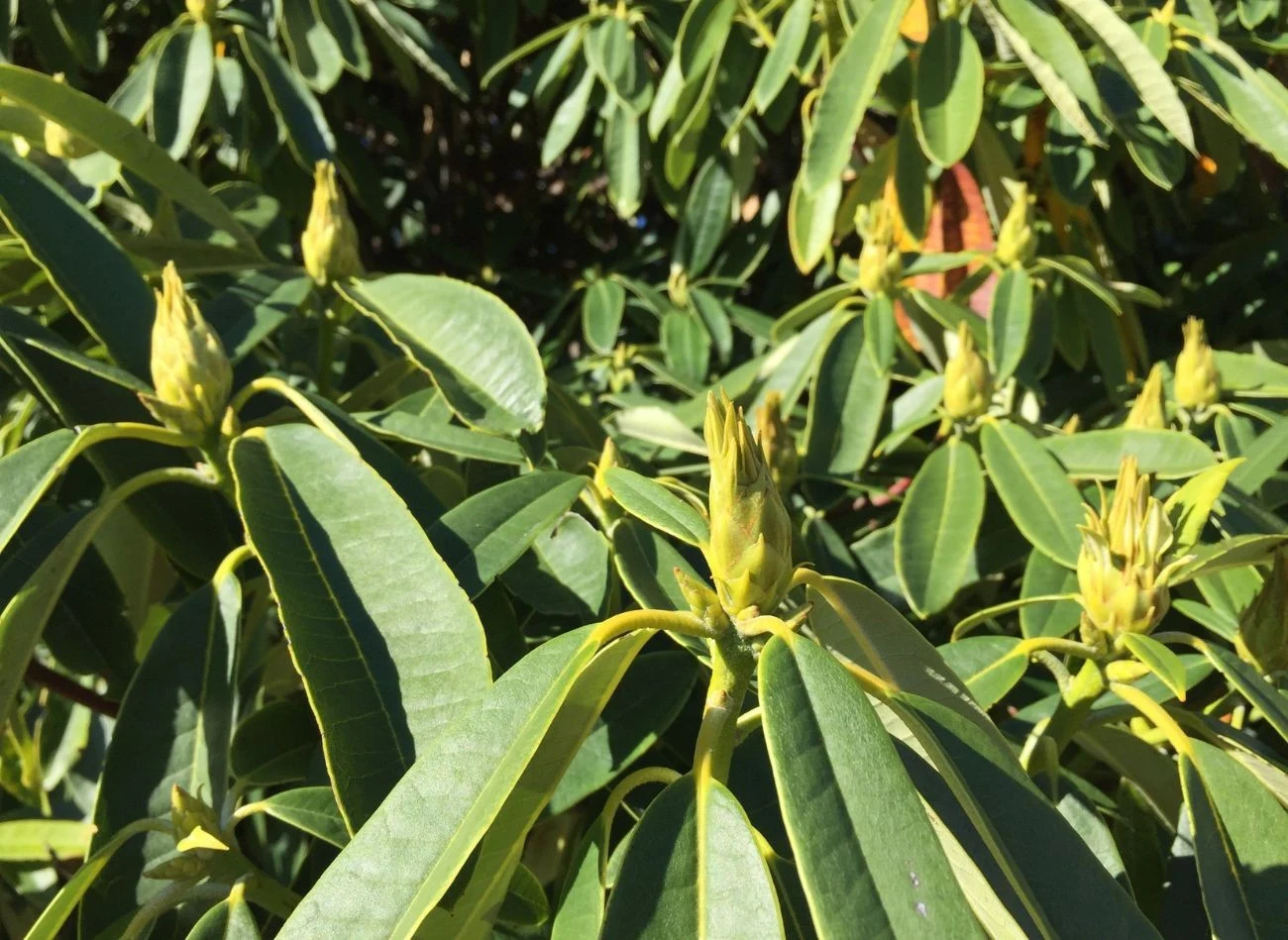 Rododendrony najlepiej rosną w kwaśnym podłożu, którego odczyn wynosi około 3,5-5,0 pH