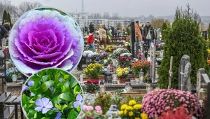 Chryzantemy to najbardziej popularne i wytrzymałe kwiaty na cmentarz, ale jest kilka innych, ciekawych gatunków. For. Karolina Misztal/Reporter/East News