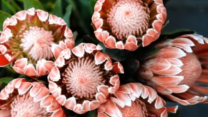 Jakie kwiaty na cmentarz wybrać? Warto postawić na te najbardziej oryginalne – jak protea królewska.