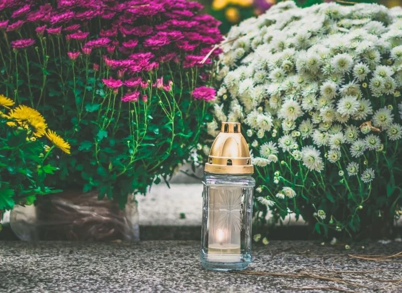 Chryzantemy to najczęściej wybierane kwiaty na cmentarz