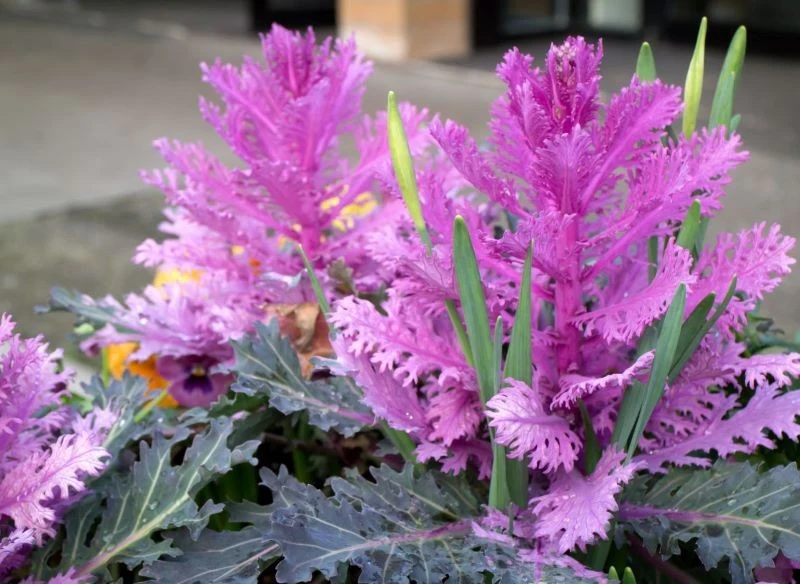 Kapusta ozdobna dobrym wyborem na cmentarz