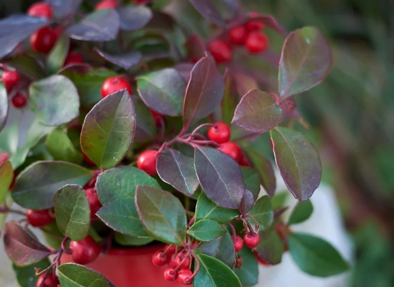 Golteria rozesłana może długo zdobić grób
