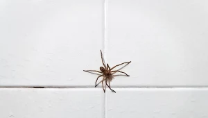 Wyjaśniamy, dlaczego jesienią w domu jest więcej pająków.