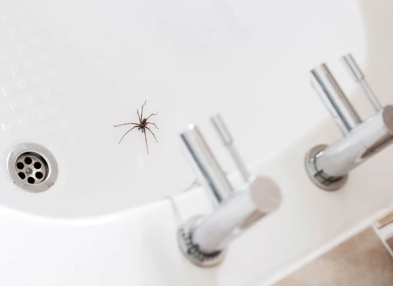 Co zrobić, żeby pająki nie wchodziły do domu