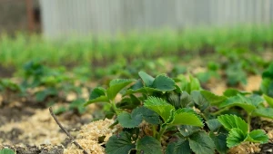 Sprawdź, jak przygotować truskawki na zimę, aby bez problemu przetrwały ten trudny okres.