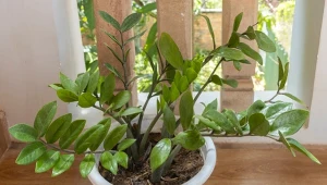 Podlej zamiokulkasa domową odżywką, a zacznie wypuszczać nowe liście jak szalony.